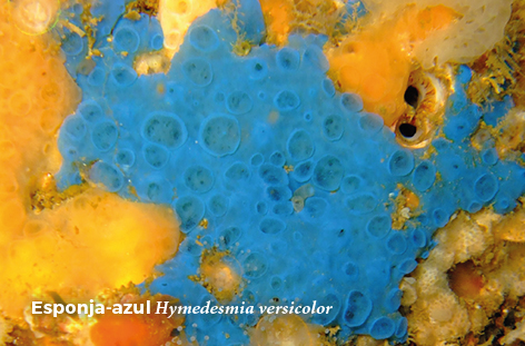 Hymedesmia versicolor